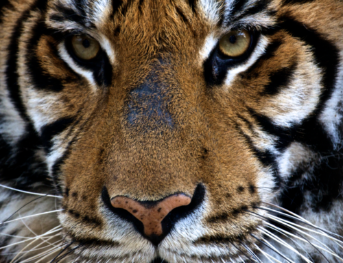 Zoo de Castellar (a 20 minutos desde Sotogrande)