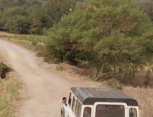 Visitas guiadas en 4×4 por los Alcornocales (23 min desde Sotogrande)