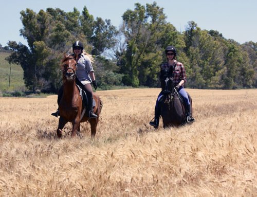 Aprende a montar a caballo