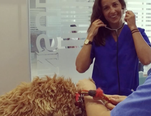 Clínica veterinaria en Sotomarket.  VETPOINT SOTOGRANDE