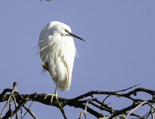 Clínica Veterinaria.  Sotovet en Pueblo Nuevo de Guadiaro