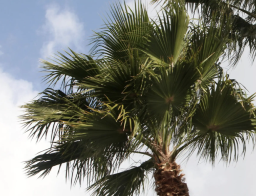 ESPECIALISTAS EN PODA DE PALMERA